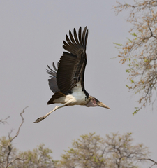 Marabou Stork photo 1