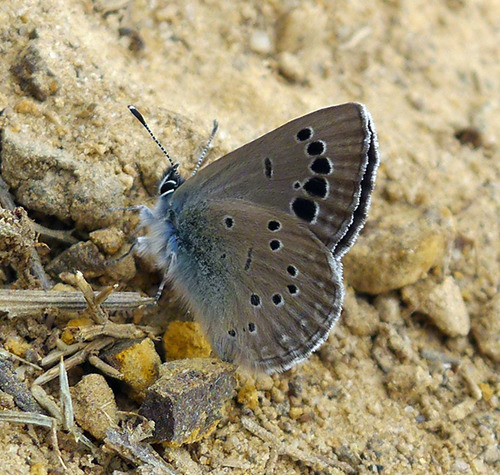 Black-eyed Blue