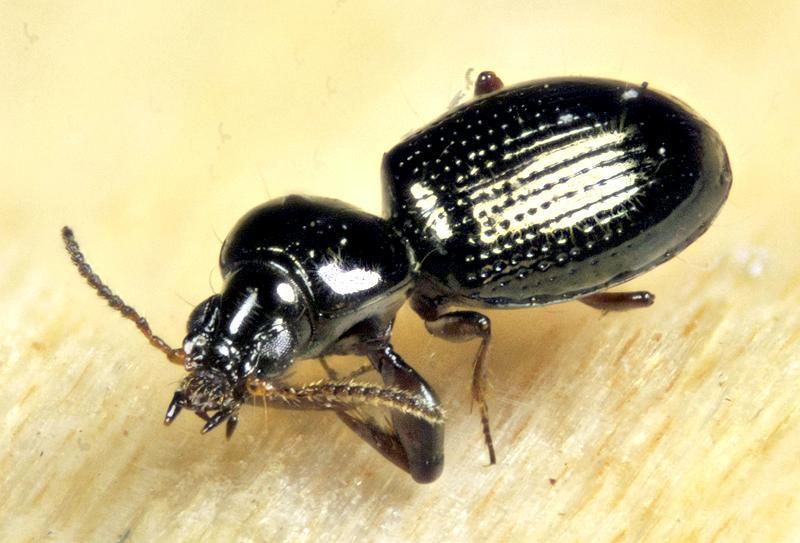 Dejean's Ground Beetle