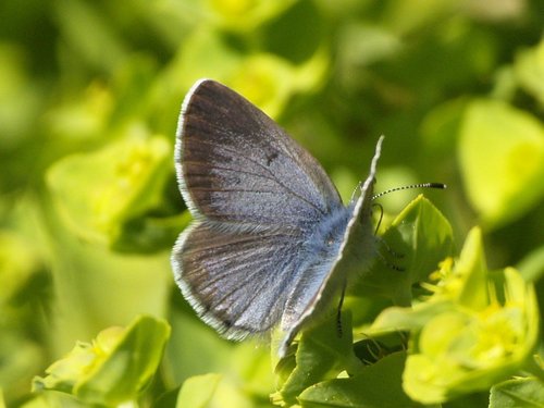 Black-eyed Blue
