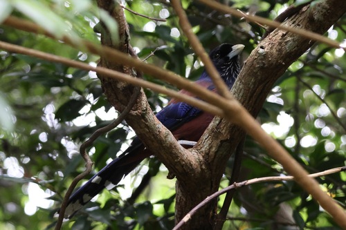 Garrulus lidthi observed 2026-07-21