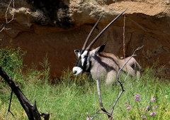 Oryx gazella