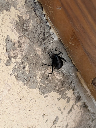 Eleodes spinipes