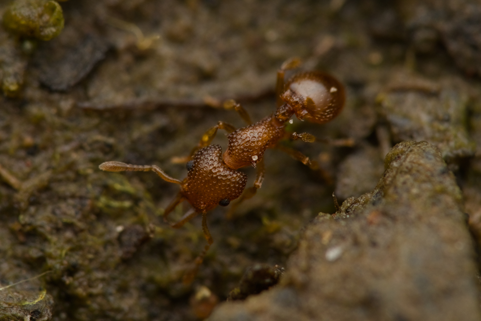 Epopostruma alata