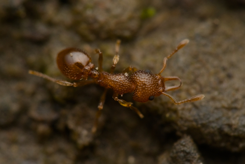 Epopostruma alataEpopostruma alata