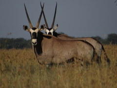 Oryx gazella