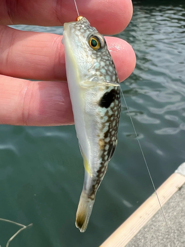 Grass puffer (Takifugu niphobles) — Tetraodontidae — 3