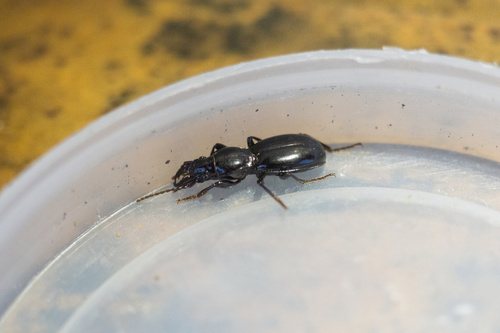 iNaturalist observation photo of Promecognathus laevissimus