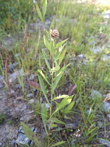 Brown Knapweed