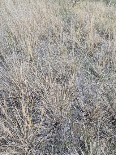 Aristida ramosa observed 2026-07-22