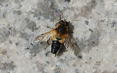 Helophilus eristaloidea