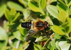 Helophilus eristaloidea