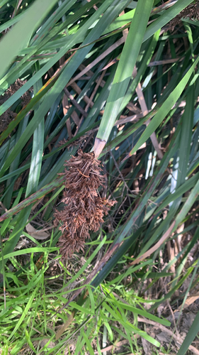 Lepidosperma gladiatum, photograph 2