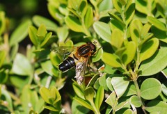 Helophilus eristaloidea