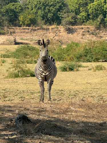Plains Zebra