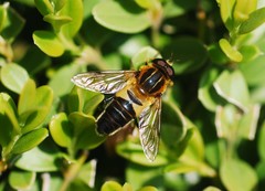 Helophilus eristaloidea