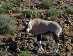Oryx gazella