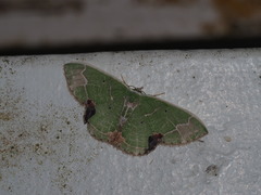 Comibaena subdelicata