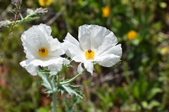 Argemone albiflora