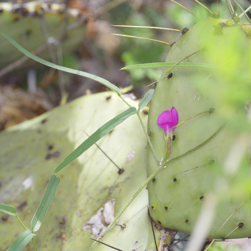 Cologania angustifolia; photograph (c) Michelle W. (鍾偉瑋), some rights reserved (CC BY)
