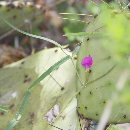 Cologania angustifolia