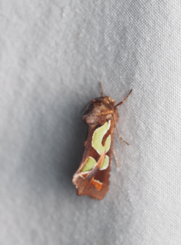 Green-blotched Moth