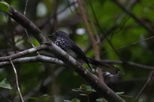 Rhipidura perlata observed 2026-07-08