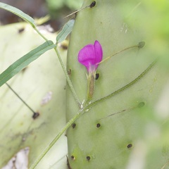 (c) Michelle W. (鍾偉瑋), some rights reserved (CC BY) Cologania angustifolia, photograph (c) Michelle W. (鍾偉瑋), some rights reserved (CC BY)
