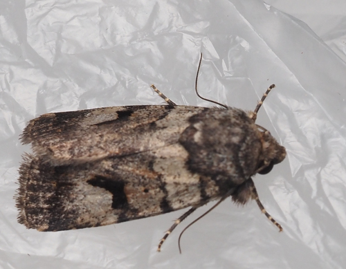 Thoracolopha flexirena