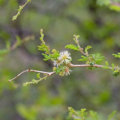 Mimosa texana