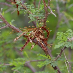 Mimosa texana, photograph (c) Michelle W. （鍾偉瑋）, some rights reserved (CC BY)