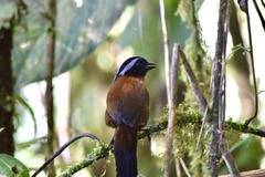 Oreothraupis arremonops