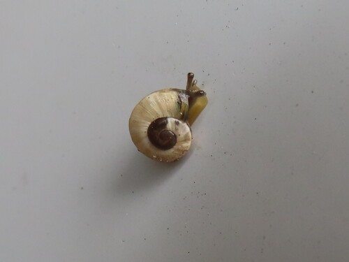 White Italian Snail