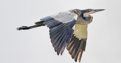 iNaturalist image