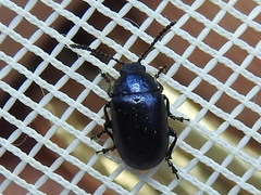 Gastrophysa cyanea