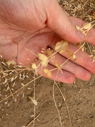 clasping pepperweed
