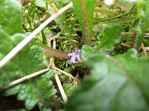 Ajuga decumbens observed 2026-07-21