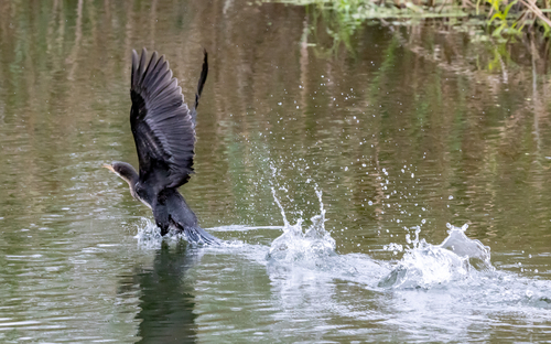 iNaturalist: (c) Otherwhere, some rights reserved (CC BY-NC), uploaded by Otherwhere iNaturalist image