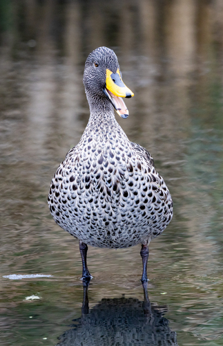 iNaturalist image