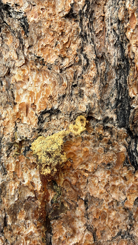 iNaturalist observation photo of Mountain Pine Beetle