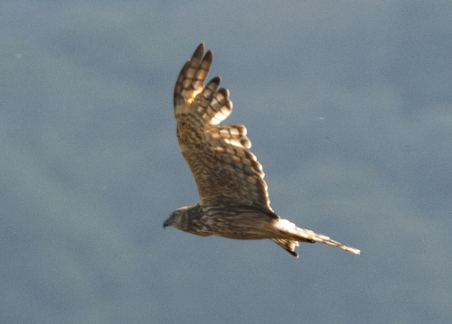 Papuan Harrier (Circus spilothorax), photo 8