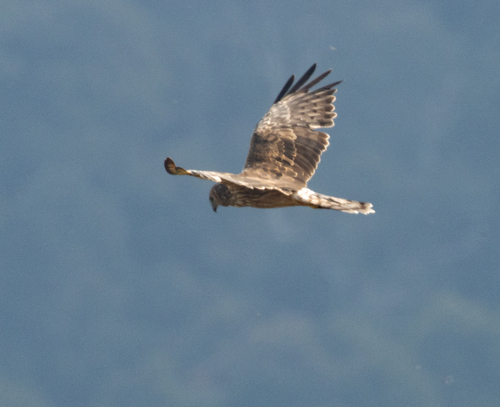 Papuan Harrier (Circus spilothorax), photo 3