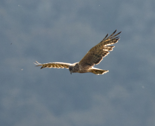 Papuan Harrier (Circus spilothorax), photo 2