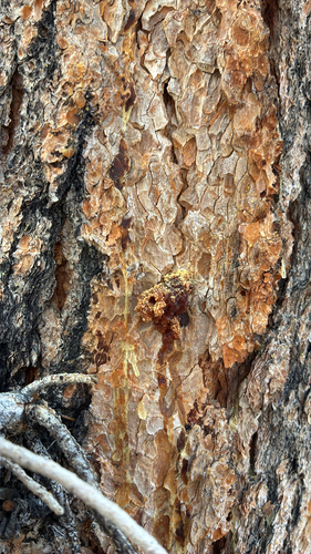 iNaturalist observation photo of Mountain Pine Beetle