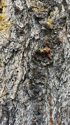 iNaturalist observation photo of Mountain Pine Beetle