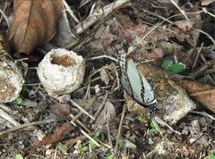 Polyura nepenthes