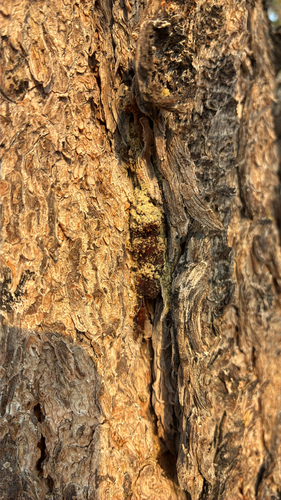 iNaturalist observation photo of Mountain Pine Beetle