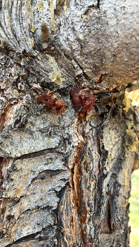 iNaturalist observation photo of Mountain Pine Beetle