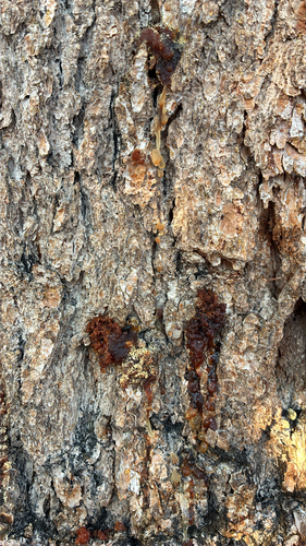 iNaturalist observation photo of Mountain Pine Beetle