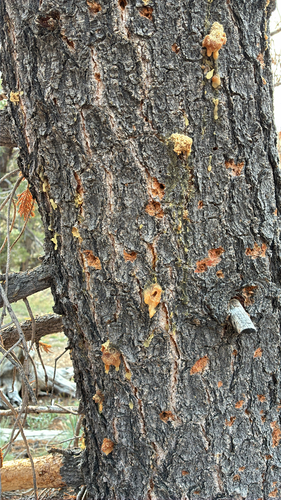 iNaturalist observation photo of Mountain Pine Beetle